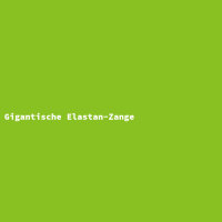 Gigantische Elastan-Zange